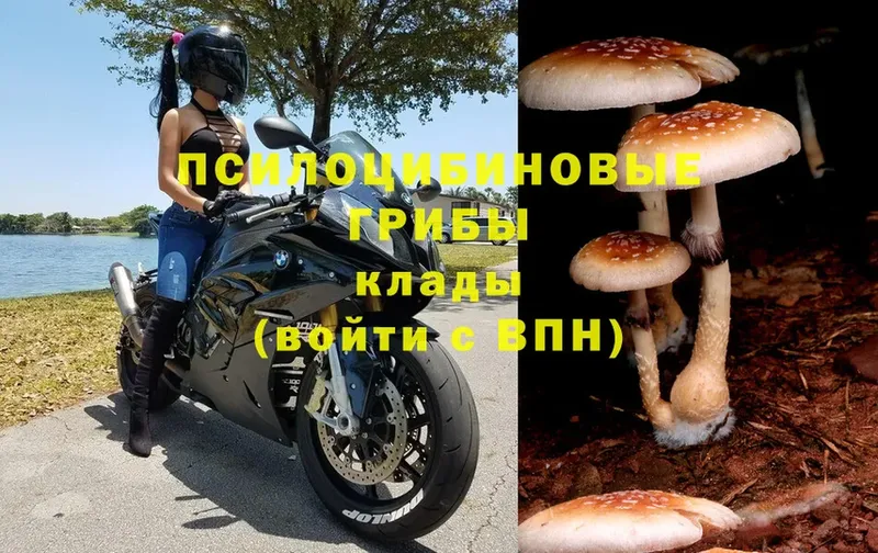 гидра ССЫЛКА  Волжск  Псилоцибиновые грибы Magic Shrooms 